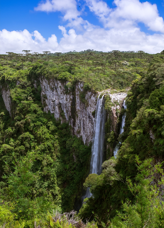 Jungles Sumatra